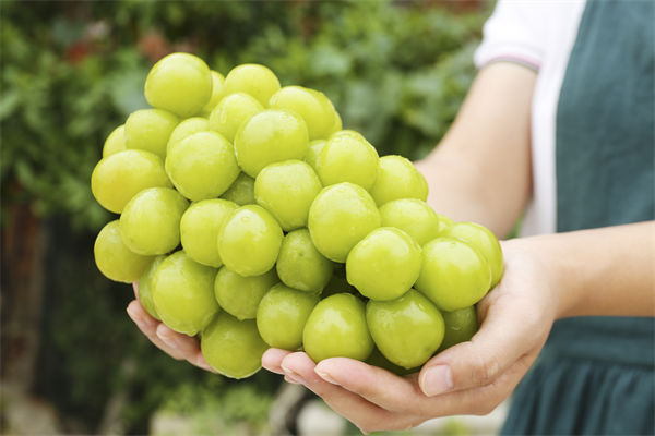 營銷管理咨詢分析：陽光玫瑰因何跌成“地板價”？